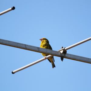 European Serin