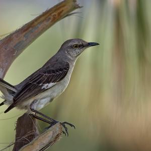 Grey Catbird