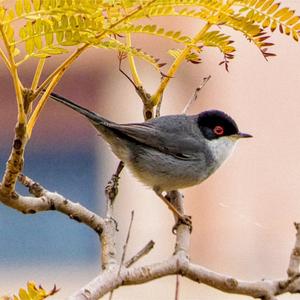 Sardinian Warbler