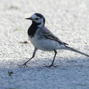 White Wagtail