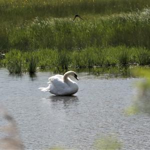 Mute Swan