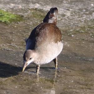 Common Moorhen