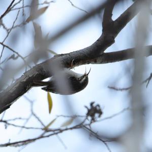 Eurasian Treecreeper