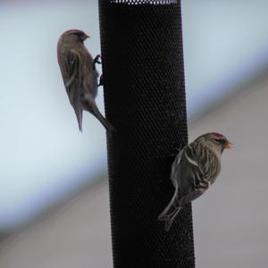 Common Redpoll