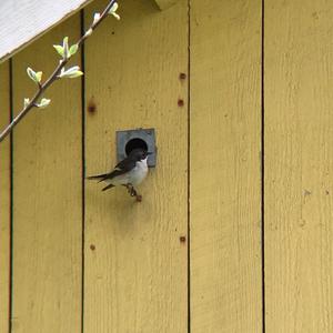 European Pied Flycatcher