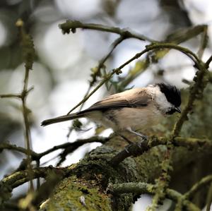 Marsh Tit