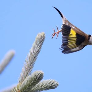 European Goldfinch