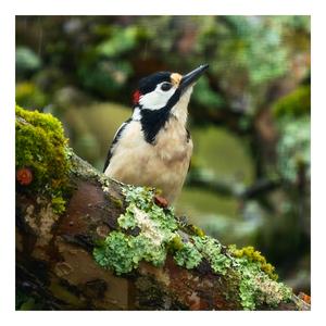 Great Spotted Woodpecker