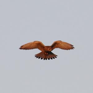 Common Kestrel