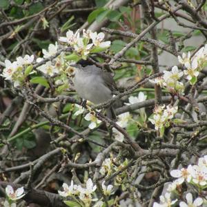 Blackcap