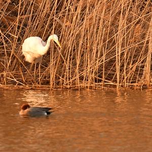 Eurasian Wigeon