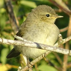 Garden Warbler