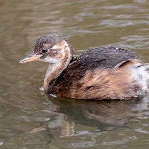 Little Grebe