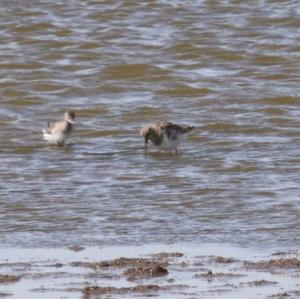 Common Sandpiper