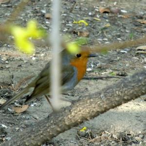 European Robin