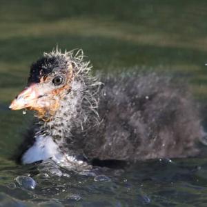 Common Coot