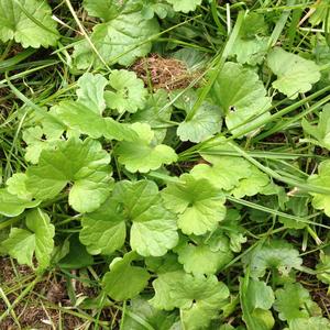 Ground-Ivy