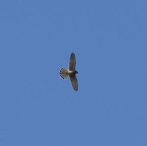 Common Kestrel