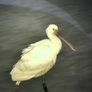 Eurasian Spoonbill