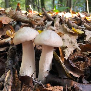 Cloudy Clitocybe