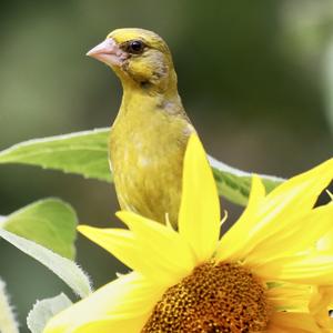 European Greenfinch