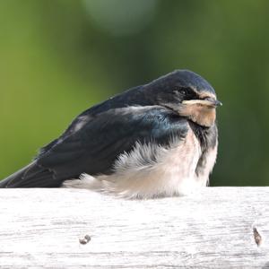 Barn Swallow