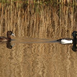 Tufted Duck