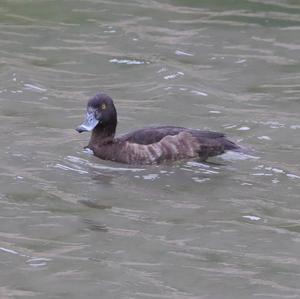 Tufted Duck