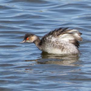 Black-necked Grebe