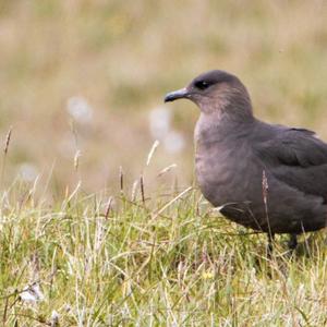 Great Skua