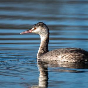 Great Crested Grebe