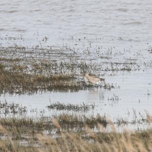 Eurasian Curlew