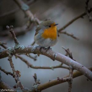 European Robin