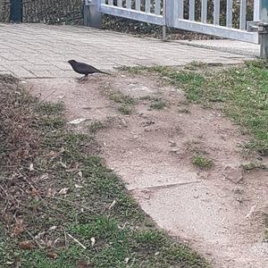 Eurasian Blackbird