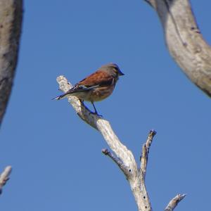 Eurasian Linnet