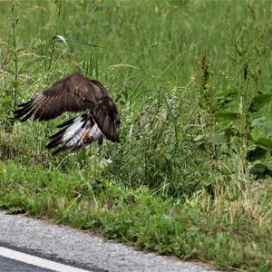 Mäusebussard