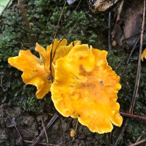 Chanterelle, Common