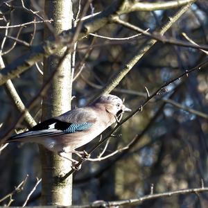 Eurasian Jay