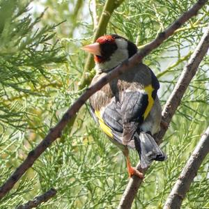 European Goldfinch