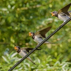 Barn Swallow