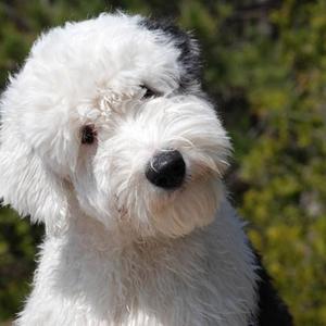 Old English Sheepdog