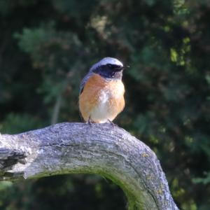 Common Redstart