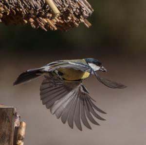 Great Tit