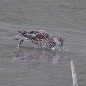 Common Teal