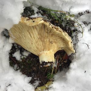 Fat-footed Clitocybe