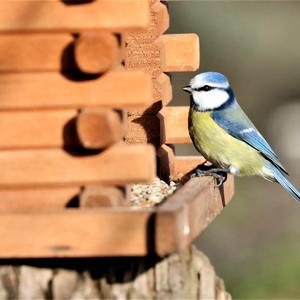 Blue Tit