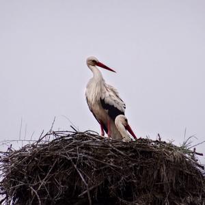 White Stork