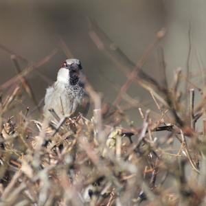 House Sparrow