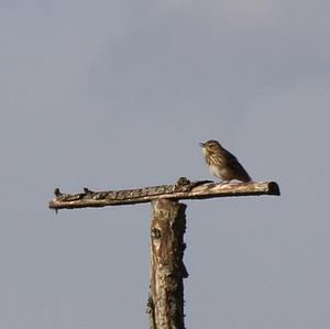 Meadow Pipit