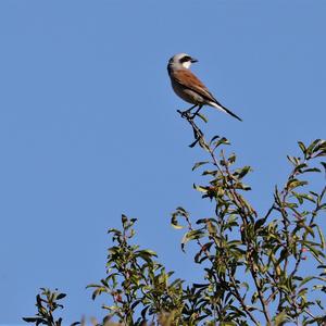 Red-backed Shrike